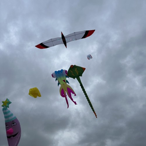 6M Knife Bird Kite PC31 Nylon For Adults High Quality Colorful Show Kites