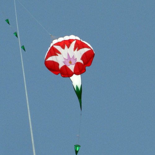 1.45*6m morning glory kite Polyester cloth Adults High Quality Colorful Show flower Kite