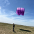 purple  
